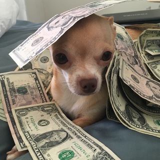 CryptoDog