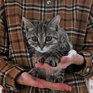 ctilet | темки и языки