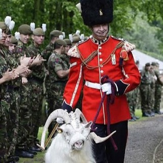 Куриоситиз