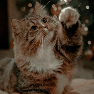 𝇌ִ۫ 𝇃𝇂🐈╼࣪۫ 𝆭𝗧𝗼𝗸𝗮 𝗖𝗮𝘁𔔀 ͓ׄ 🪜𝇂 𝇄۪