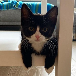 котячьи файлы