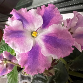 Цветы и растения🌵