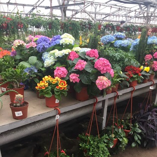 Цветы Останкино 🎄