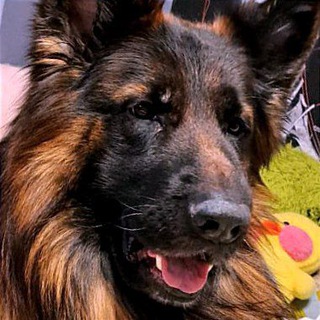 Вкусняшки для собак и лошадей