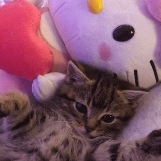 𝐚𝐝𝐨𝐩𝐭-𝐦𝐦𝟐 𝐳𝐚 𝐭𝐞𝐧𝐠𝐞|𝐚𝐲𝐚