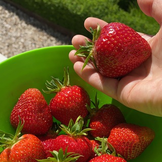 Дача • Лето • Сад - со вкусом и любовью 🌱