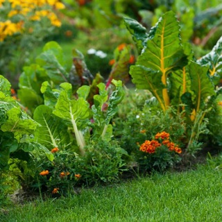 Дачник-удачник