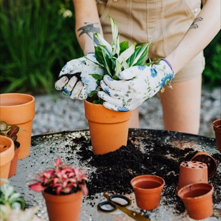 🌳 ДАЧНЫЙ ГИД 🌳