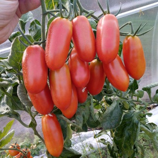 Дача🍅огород🥕жизнь