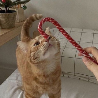 daily life лизы глазовой