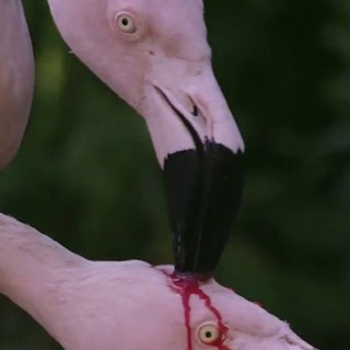 Дива_Дивная🦩