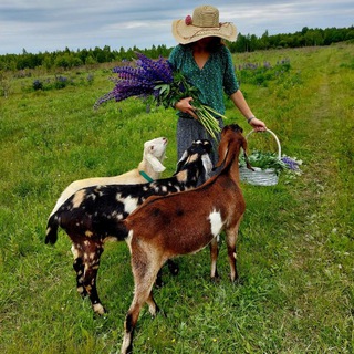 Домик на опушке