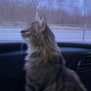 Екатерина Миланова, друзья и котики🐱