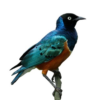 Аналитическая культура