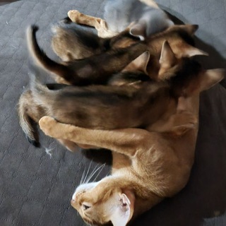 Лиссины дети