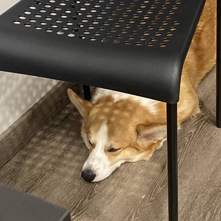 Коржик - Блог