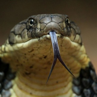 дикая природа и животные