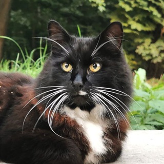 Душевное Разнообразие