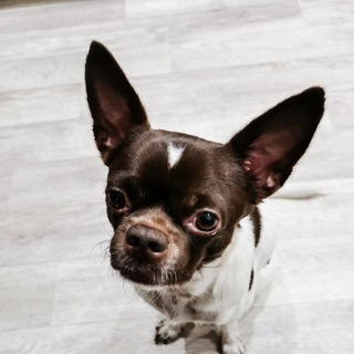 Дочихуахуа