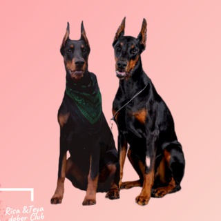 Доберманы | Risa & Teya Dober Club