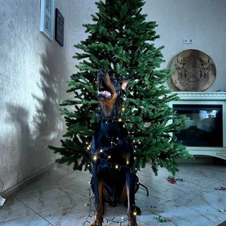 Доберманы и другие породы 😍