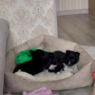 Доброе Сердце Вурнары