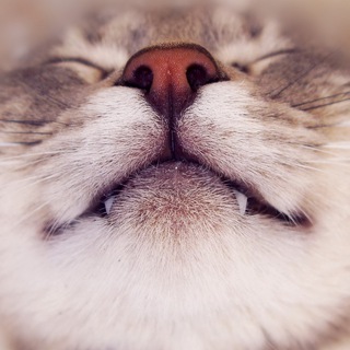 Котопесная 🐈 🦮 🐕 🐈‍⬛