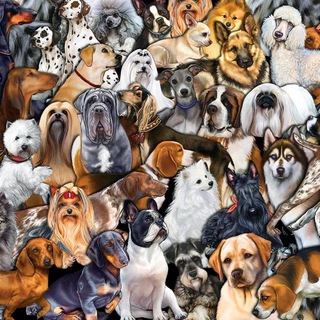 Боль собачника