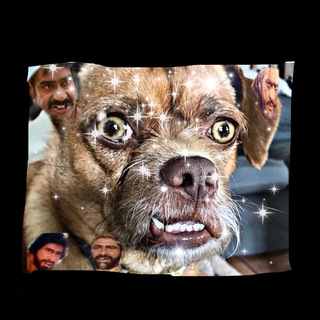 😼😼ИНДИЙСКИЙ ПЁС😼😼