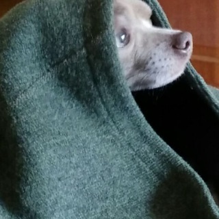 Собачья жизнь