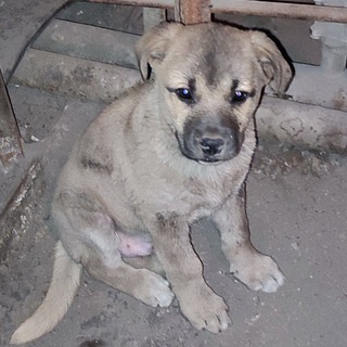 Жизнь зверей