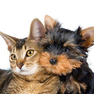 Домашние Кошки и Собаки