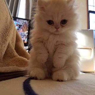 ❤️Поддержка с криптой Poloo2