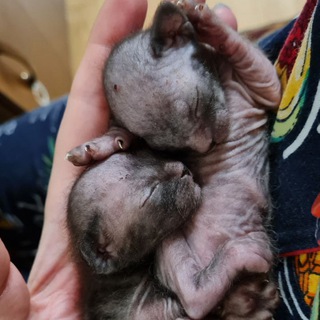 Донской Сфинкс Бастет