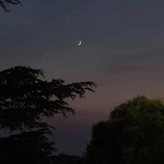 вишневый сад