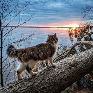 Точка бифуркации