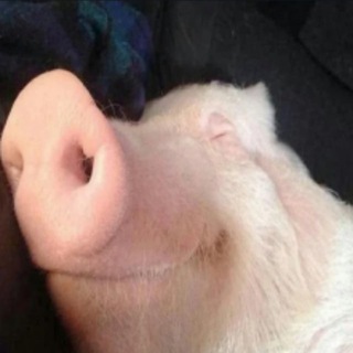 вагина пластика