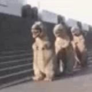 Драконы Брейдинга