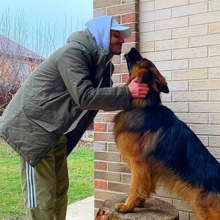 Дрессировка собак.Наджарян Ромик