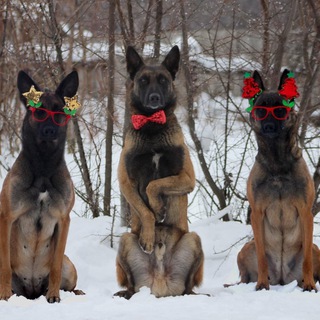 Юлия Абляхова | блог о дрессировке собак