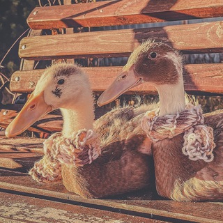 Утиные истории