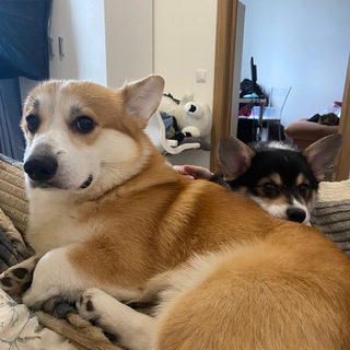 Fansly заметки от коржика