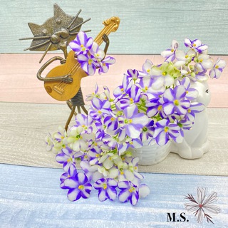 Фиалкомир. Цветы