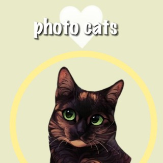 ⵰ 🍦 𝗽𝗵𝗼𝘁𝗼 𝗰𝗮𝘁𝘀 ꒱꒱