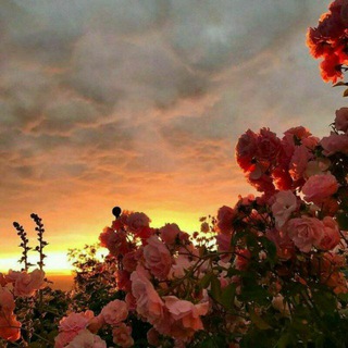 𝘿𝙪𝙨𝙝𝙖_𝙢𝙞𝙧🌙