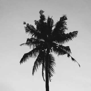 🏴 𝑫𝒚𝒔𝒕𝑽𝒊𝒔𝒊𝒐𝒏 🏴