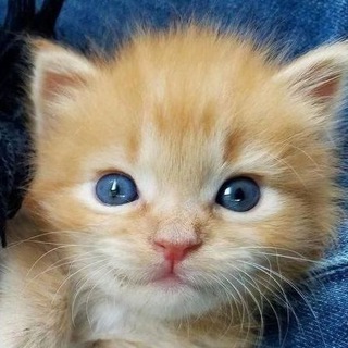 котики лёгкого поведения