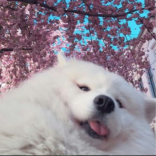 Упоротые морды собак