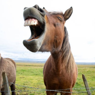 Ебливая лошадь