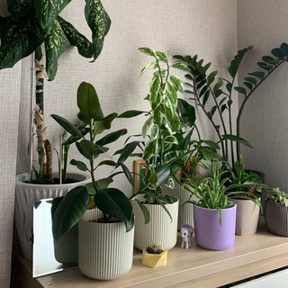 Растительный мир в однушке